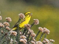 kanarie in fynbos  geekkanarie - Yellow Canary : frieda